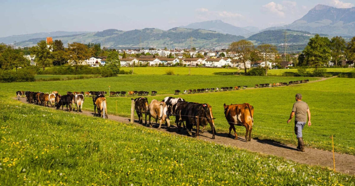 Vater Bühlmann führt die Kühe vom Hof Lügisingen auf die Weide