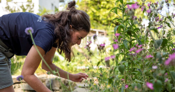 Projektleiterin Anna Glanzmann schaut Sträucher an