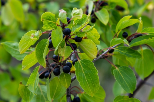 Blick auf Kreuzdorn und seine Beeren