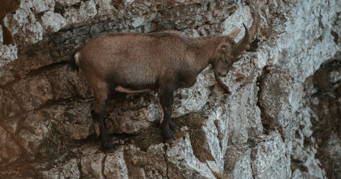 Naturphänomen Creux du Van, a mountain goat standing on a rocky cliff