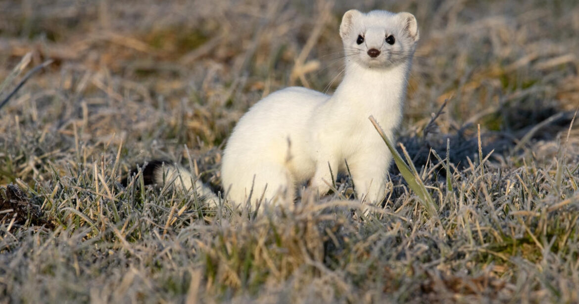 Blick auf einen Hermelin in der Natur