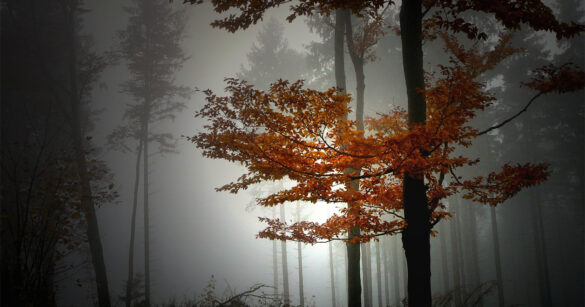 novemberblues