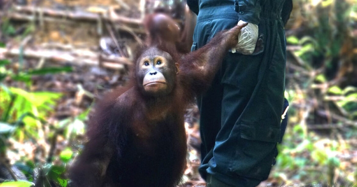 Ein Helfer hält einen Orang-Utan an der Hand im Wald