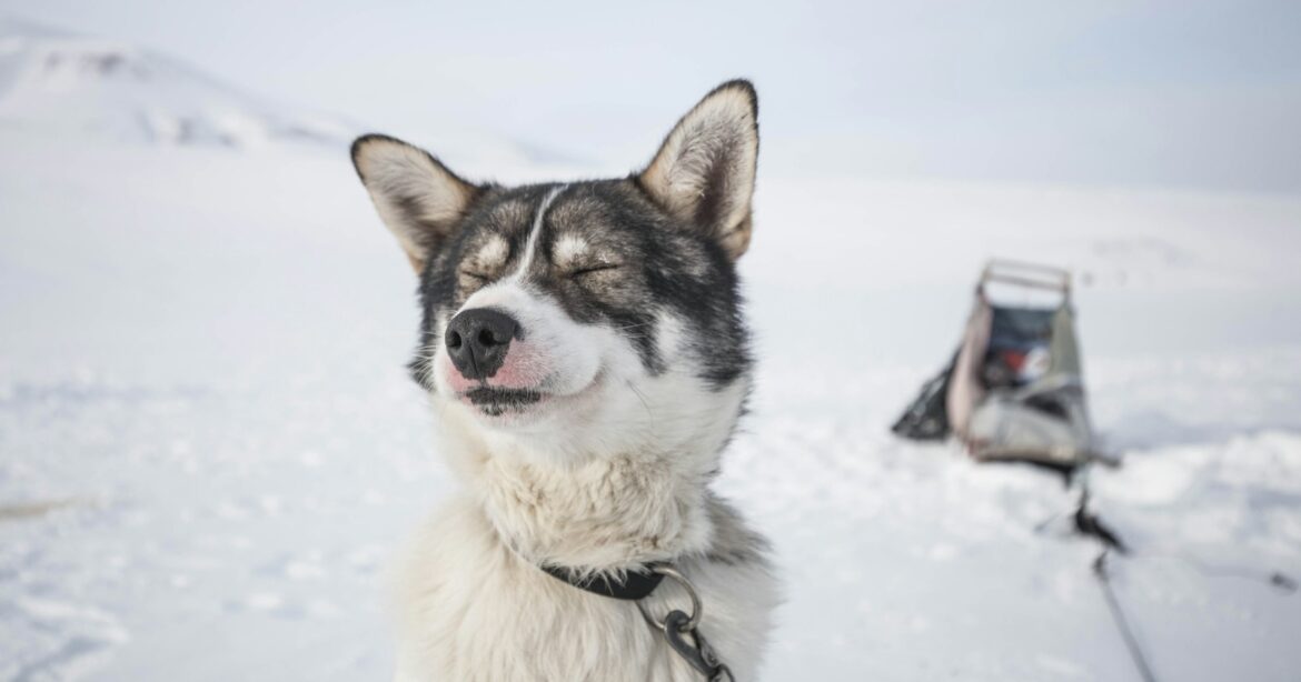 Husky-Schlittenfahrt, white and black dog with leash sitting on snowfield at daytime