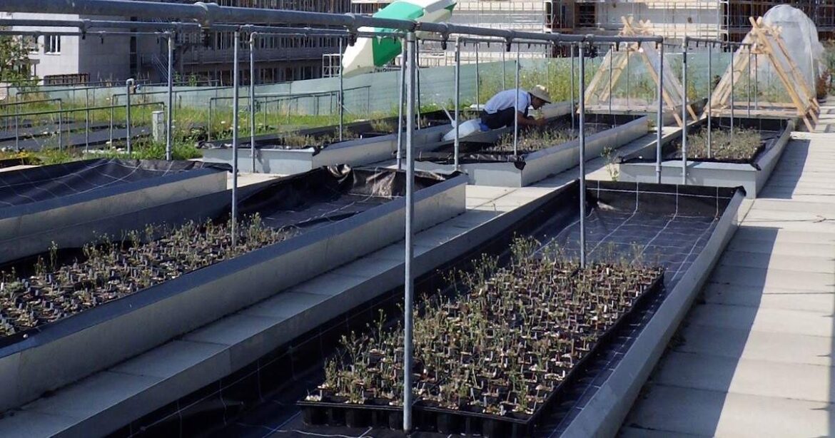 Im Forschungsgarten des Campus Irchel der UZH werden Insekten gezählt.