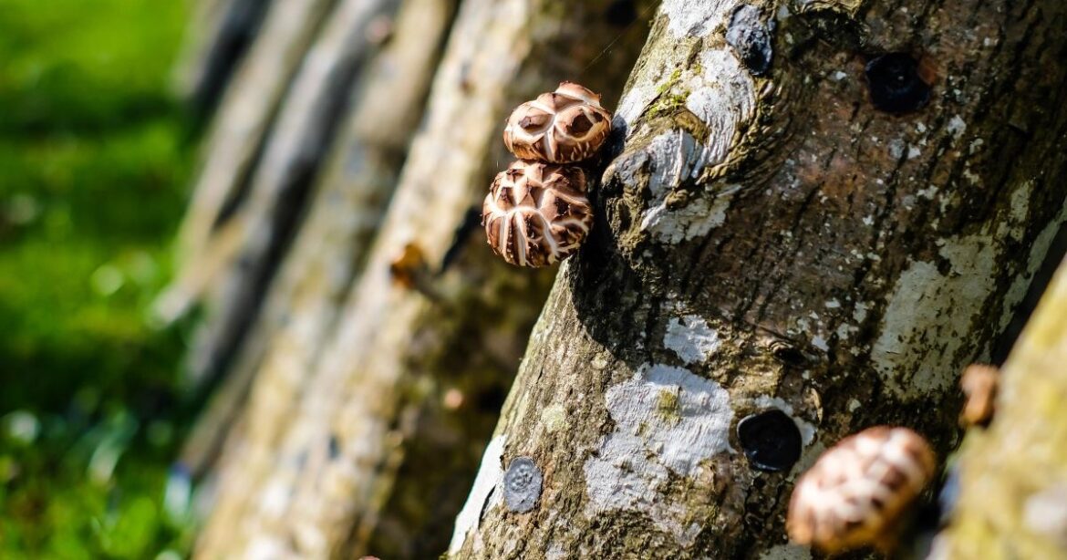 Der Shiitake-Pilz wächst an Baumrinden.