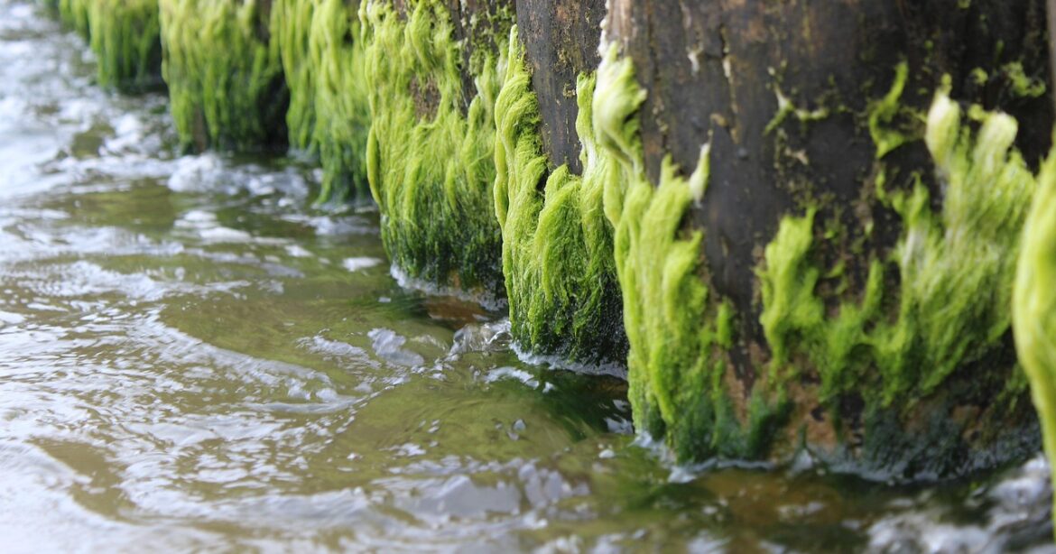 algen, sea, nature, breakwater, green, algae, water, wood, flora, lichens, mud