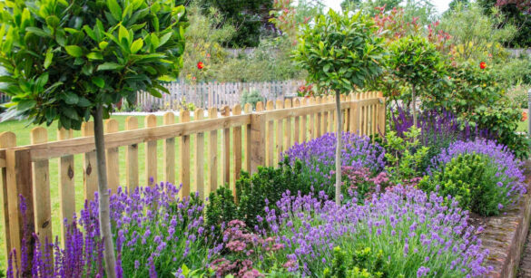 Blick auf einen Garten mit Lavendel und Zaun