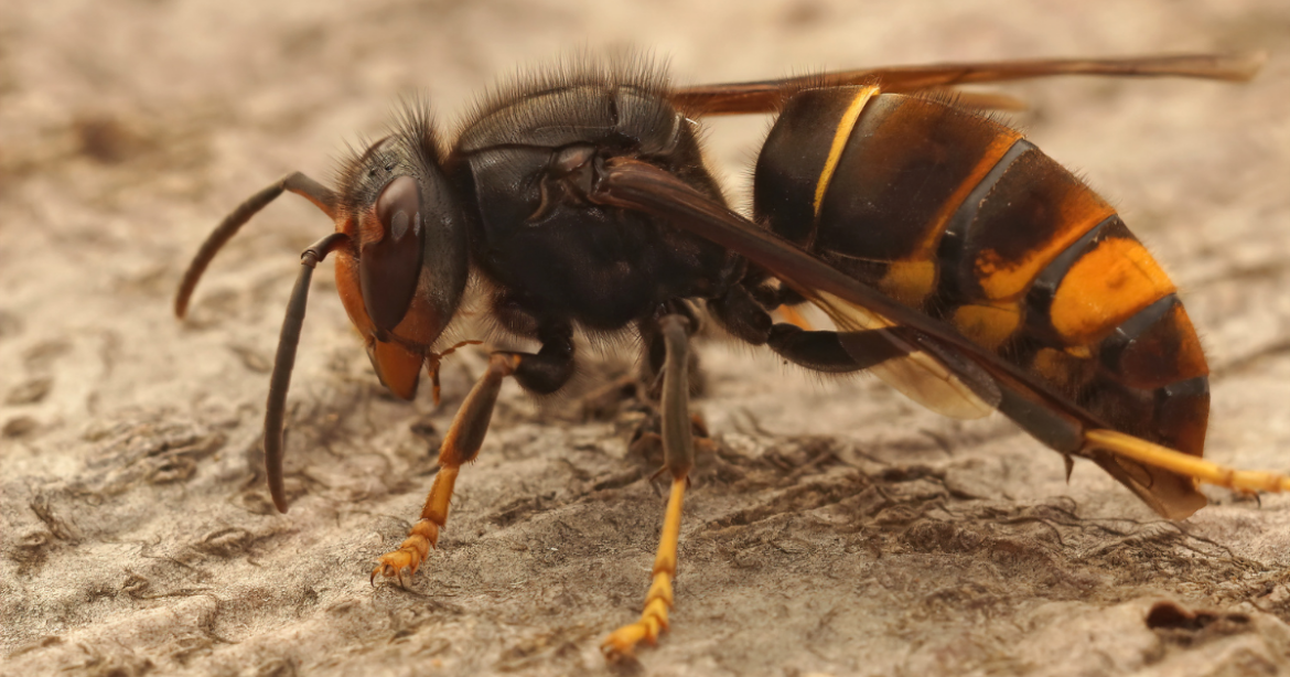 Eine Nahaufnahme der Vespa velutina, der Asiatischen Hornisse.