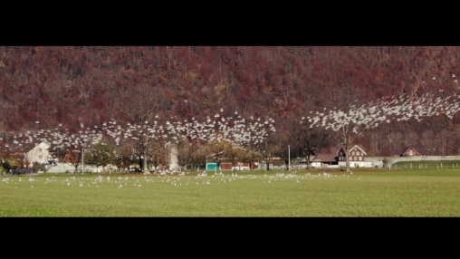 Screenshot von Videoloop Schwarm von Johanna Gschwend und Moritz Hossli