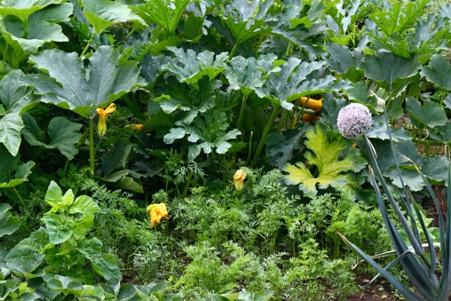 Bild von Spinat im Garten