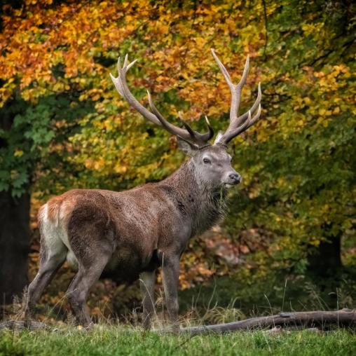 Blick auf einen Hirsch vor Herbstkulisse