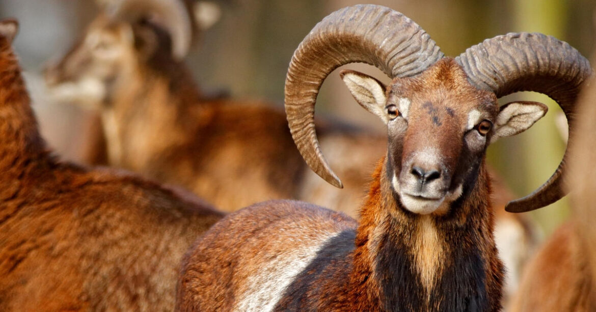 Blick auf ein Mufflon, das in die Kamera blickt