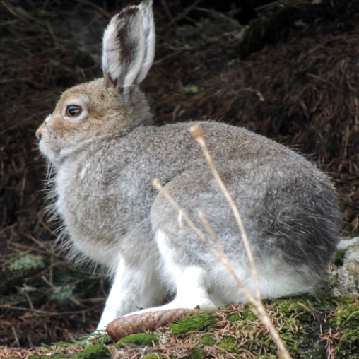 Ein Schneehase im Profil in der Natur