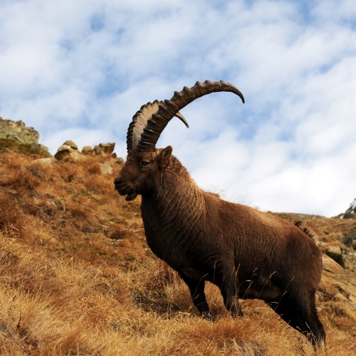 Blick auf einen Steinbock, der in den Bergen steht