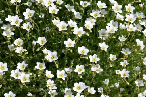 Bild von Steinbrech im Garten