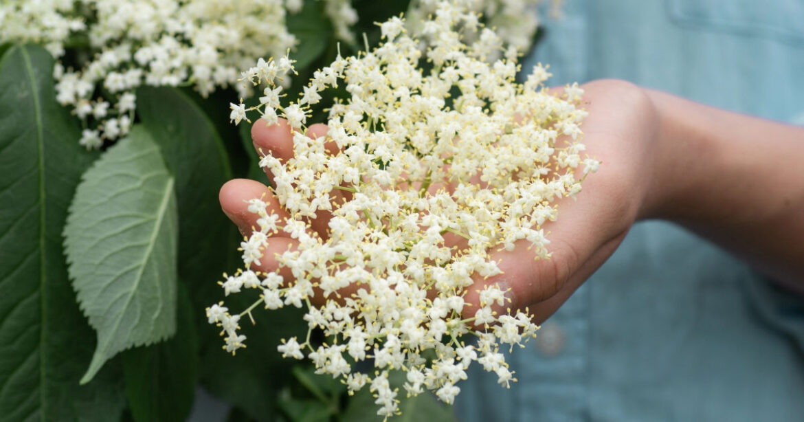 Eine Hand hält Schwarzen Holunder