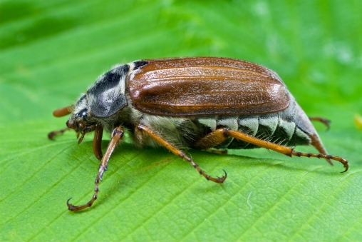 ein Maikäfer auf einem Blatt