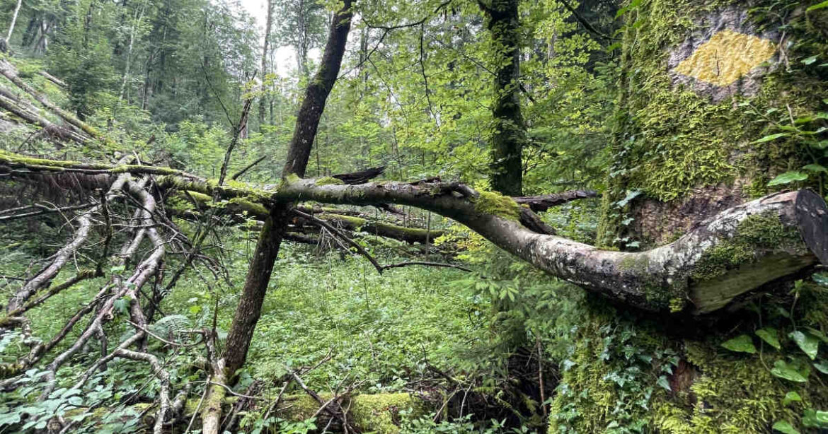 Blick auf Totholz im Wald im Wildnispark Zürich, Sihlwald