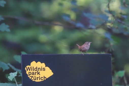 Blick auf einen Zaunkönig im Wildnispark Zürich