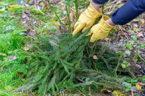 Fichtensträucher werden auf Rosenstauden gelegt