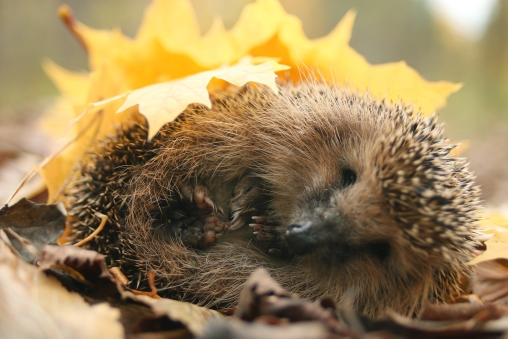 Ein Igel liegt unter Herbstblättern