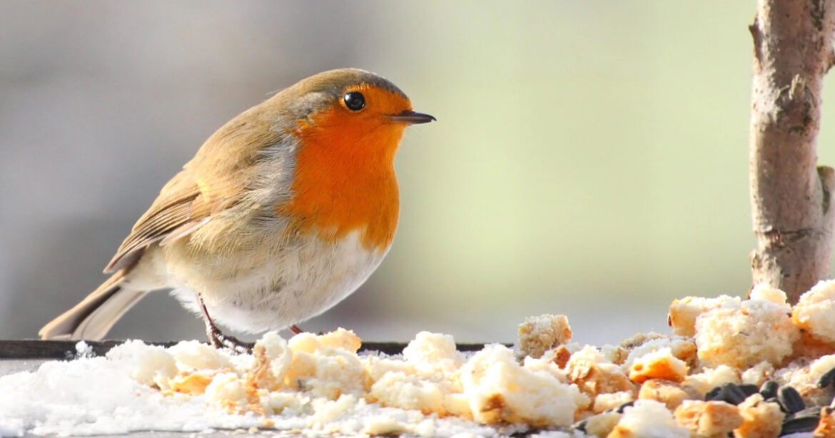 Ein Rotkehlchen steht neben Brotkrümeln im Winter mit Schnee