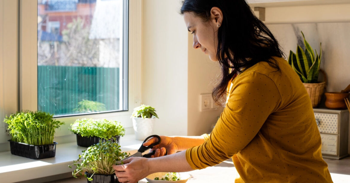 Eine Frau schneidet mit einer Schere Keimlinge in der Küche. Die Keimlinge stehen auf der Fensterbank